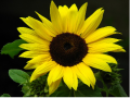 slunečnice, zdroj: www.pixabay.com, Licence: CC0 Public Domain / FAQ